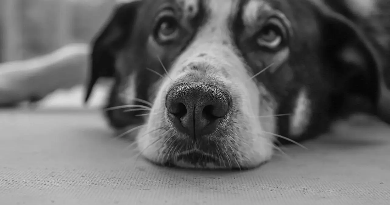 sub到底是什么？探索你不知道的秘密与乐趣！ 一